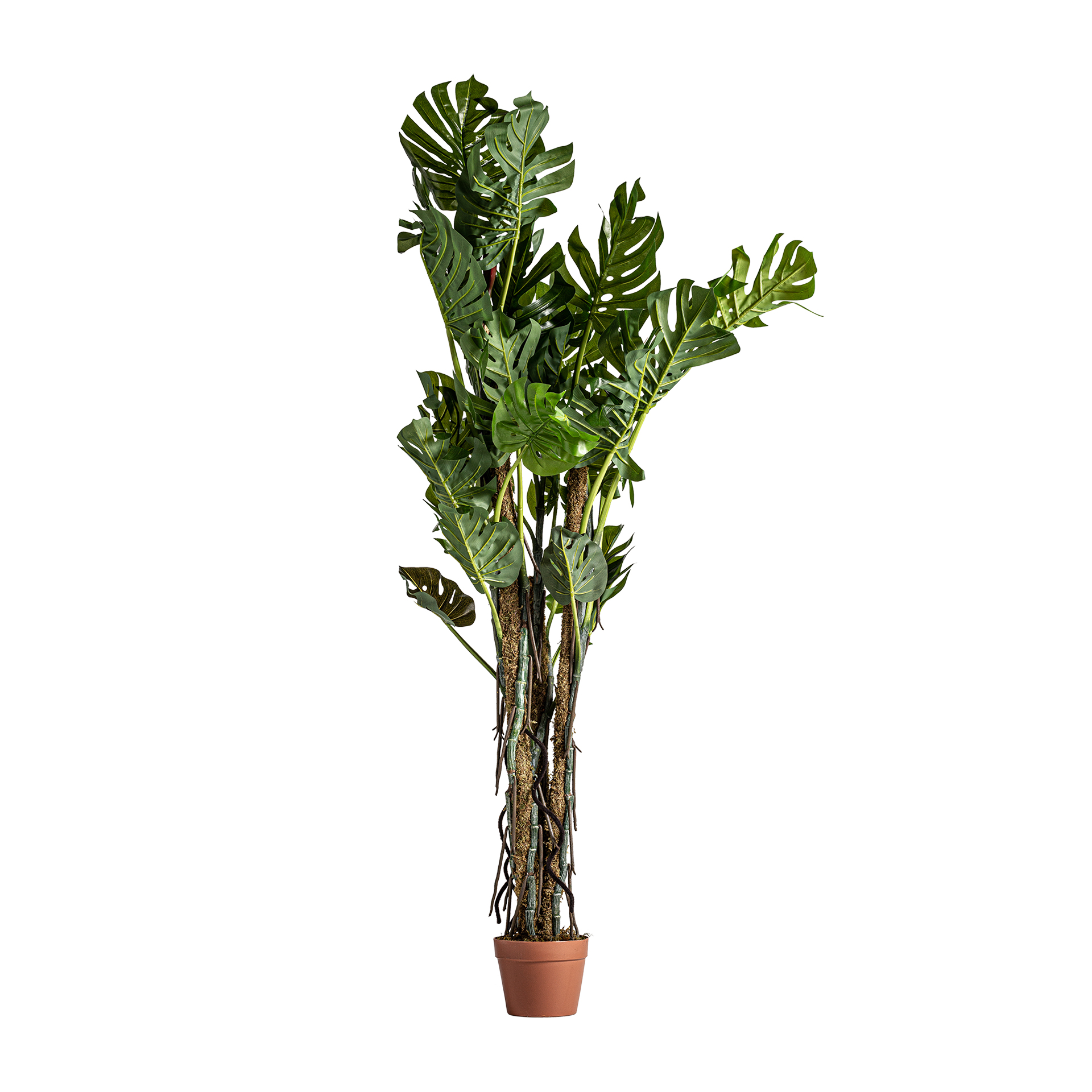 Split Philodendron Plant