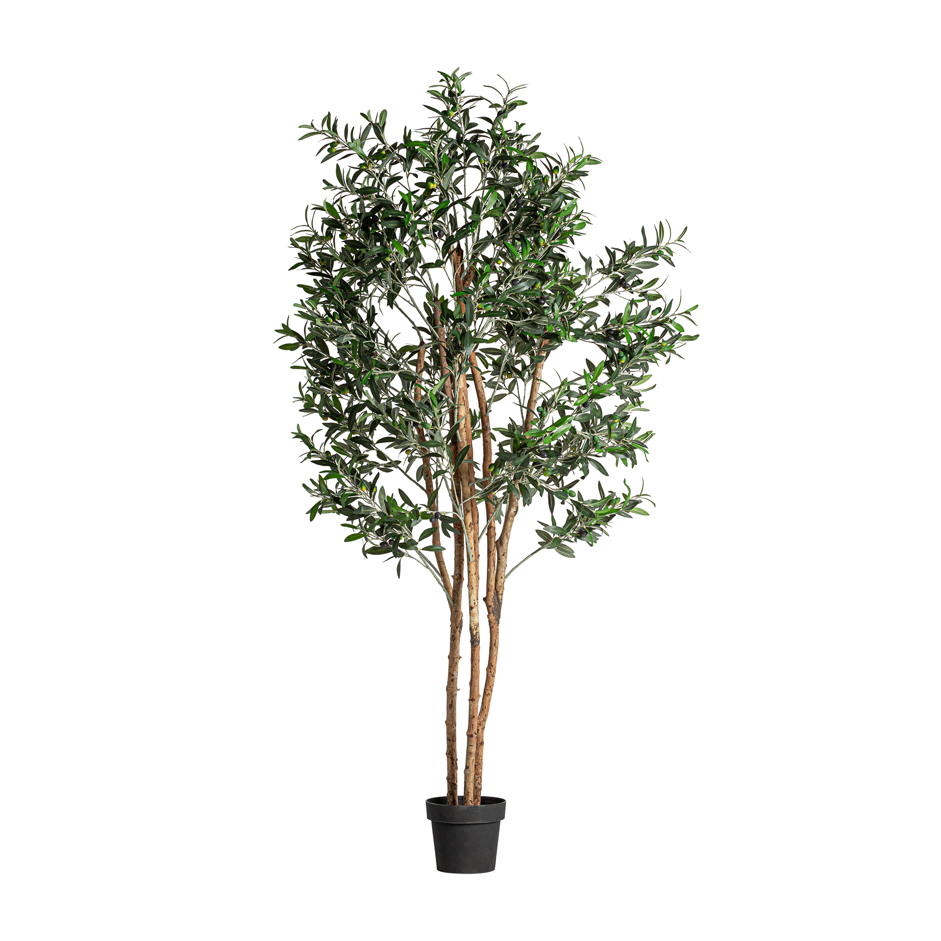 Olive Tree