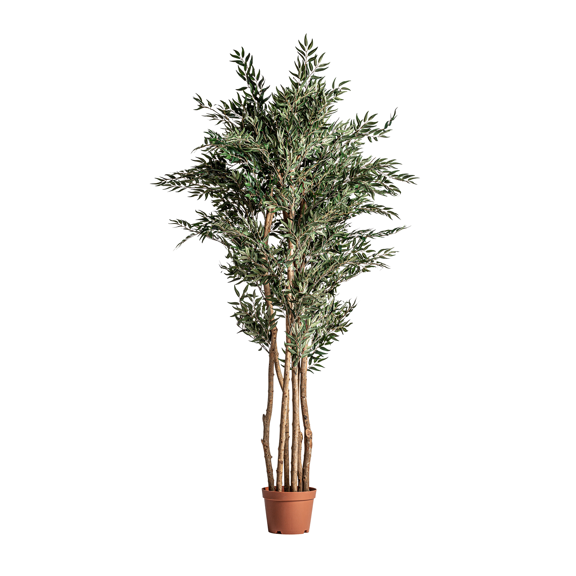 Fern Tree