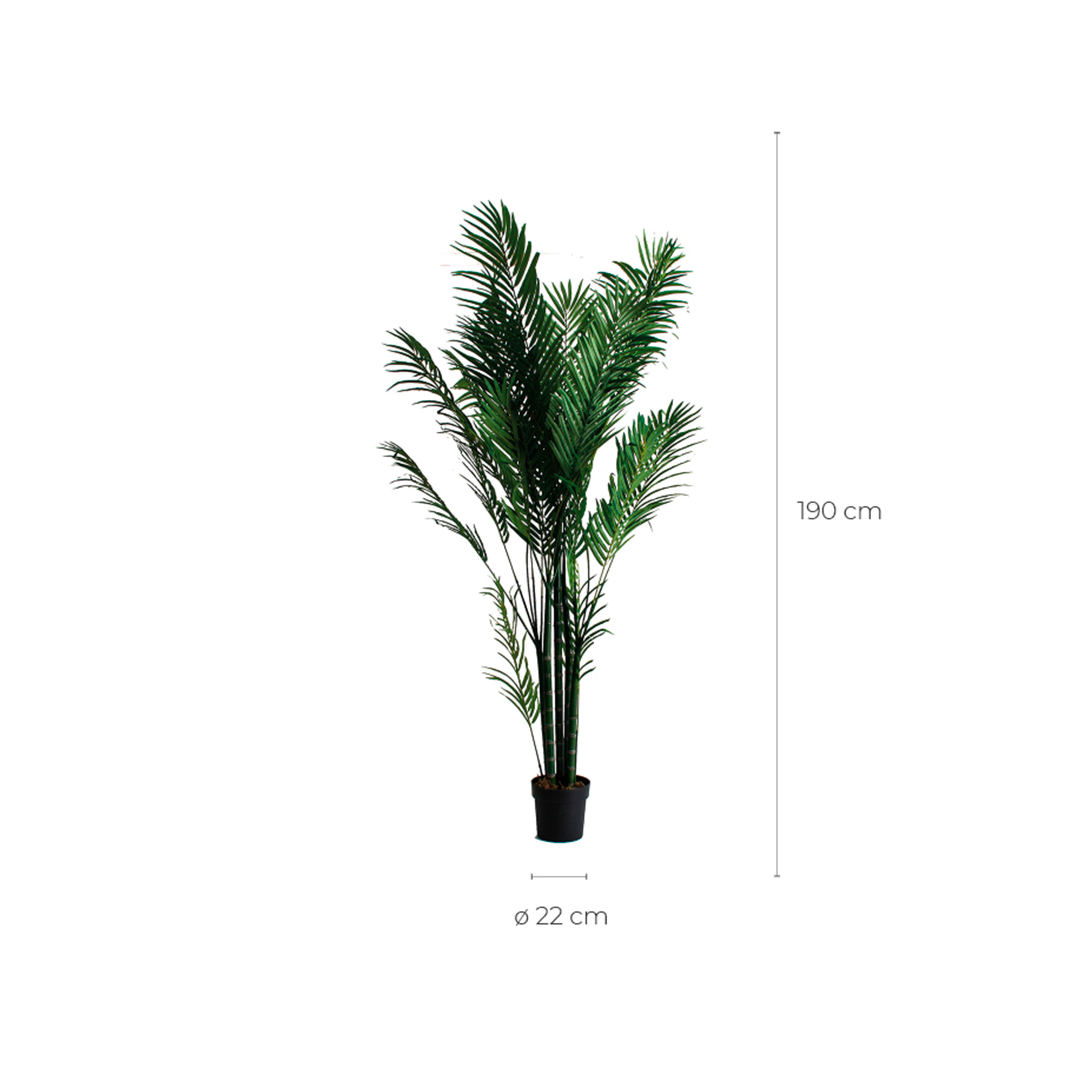 Palm Plant