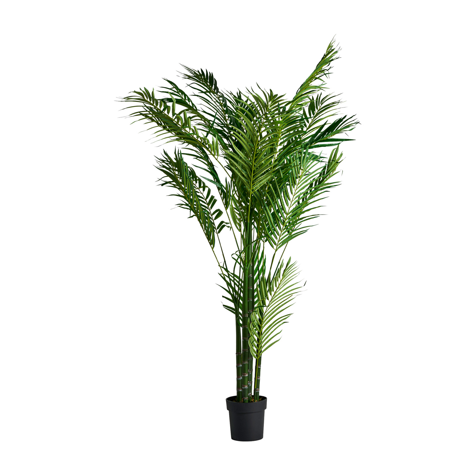 Palm Plant