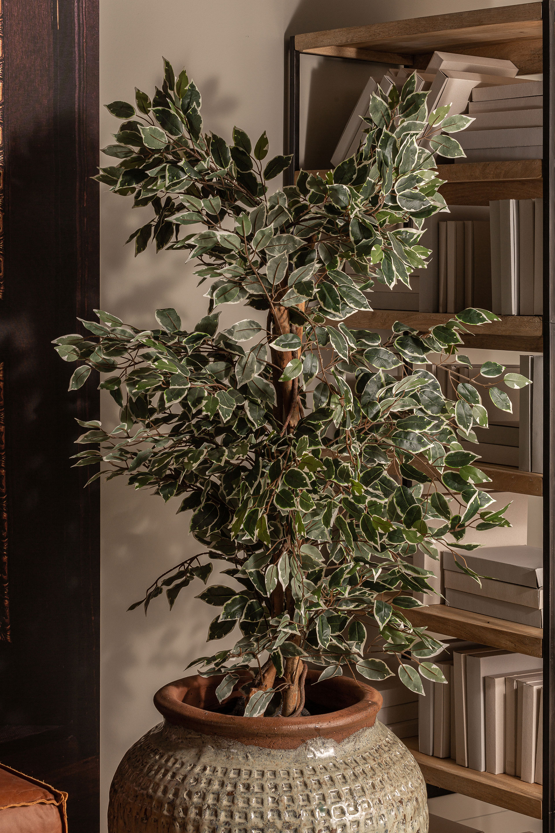 Ficus Tree