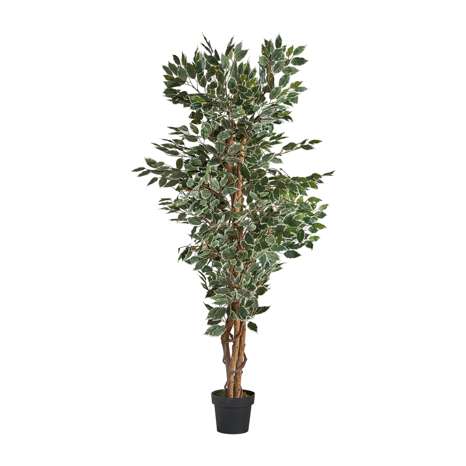 Ficus Tree