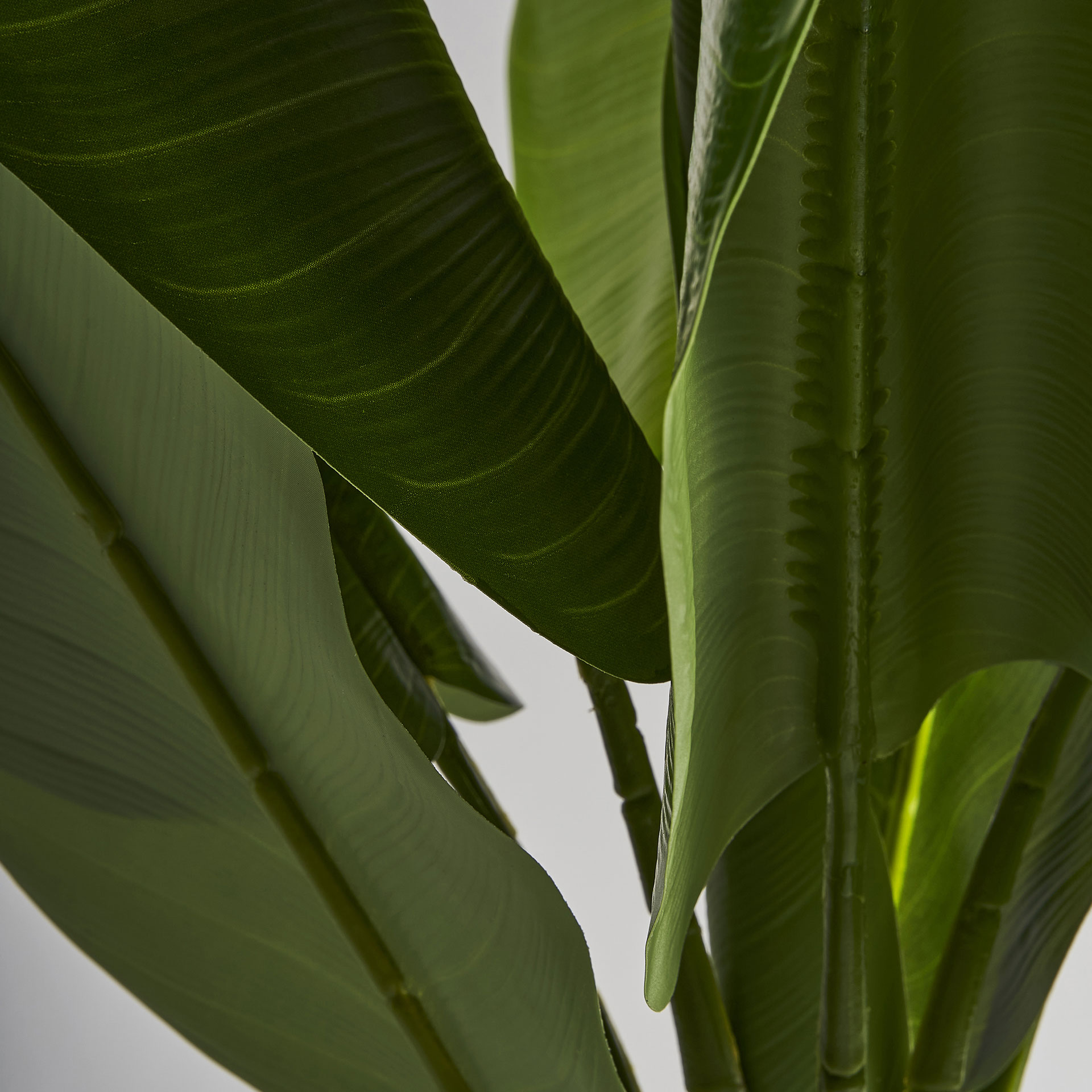Banana Tree