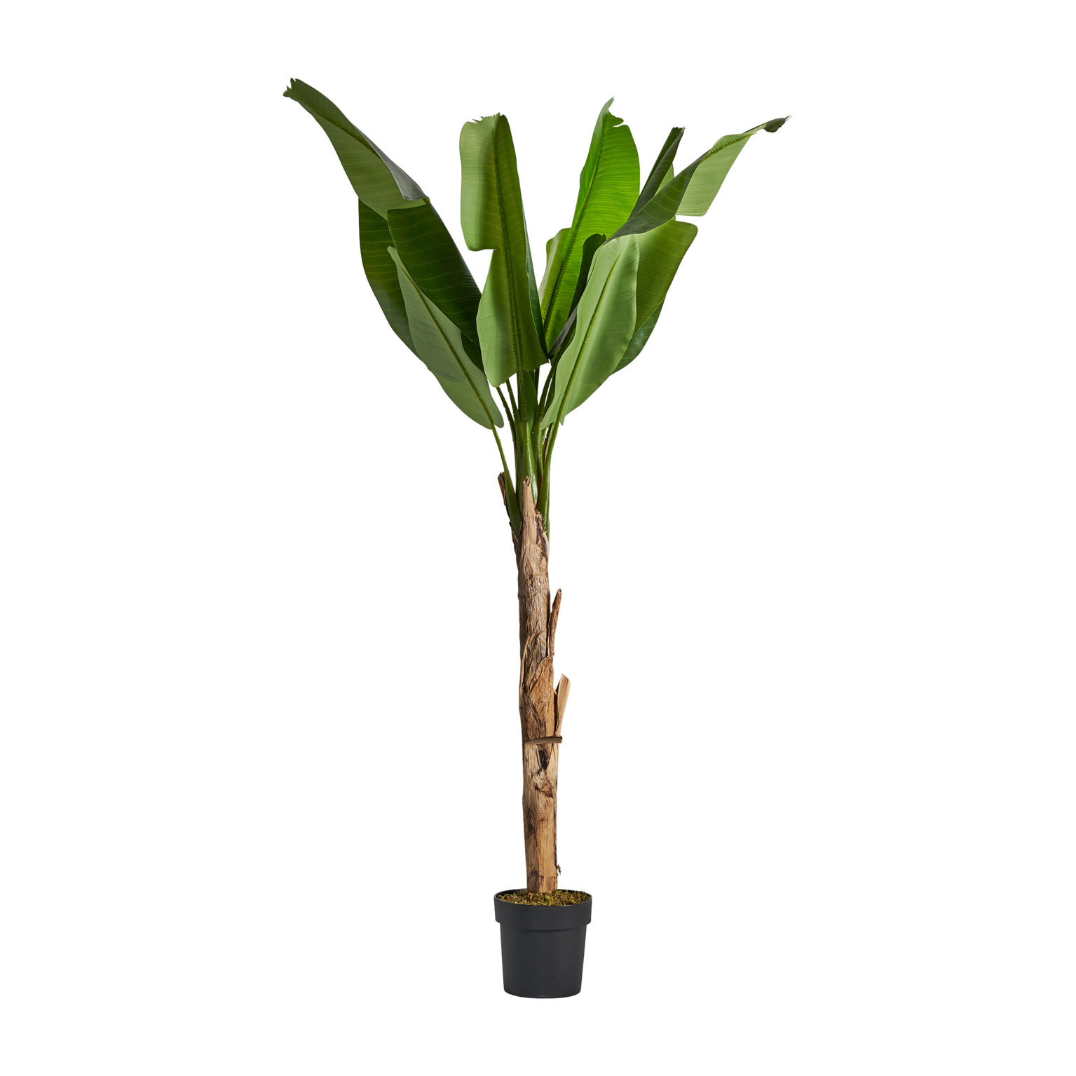 Banana Tree