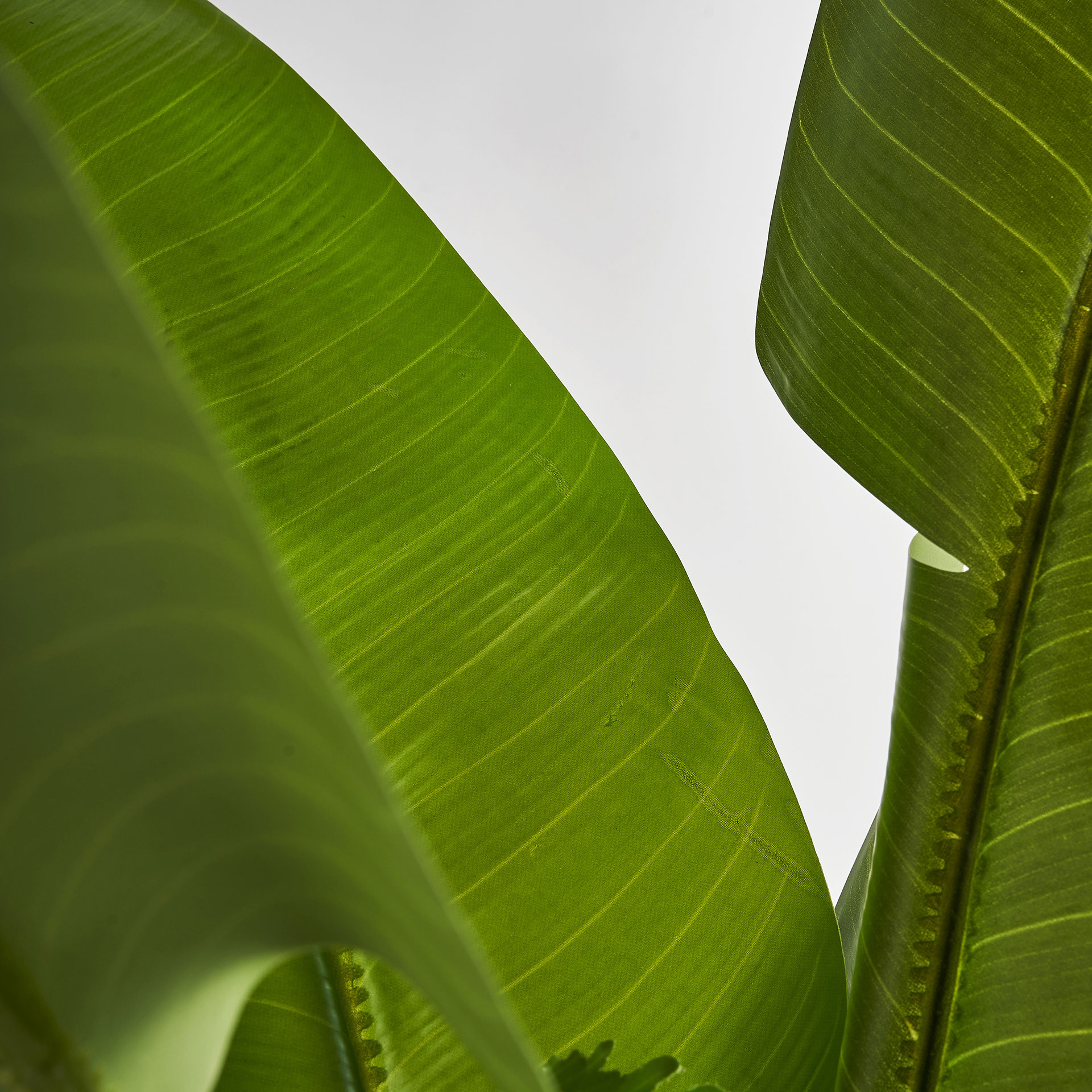 Banana Tree