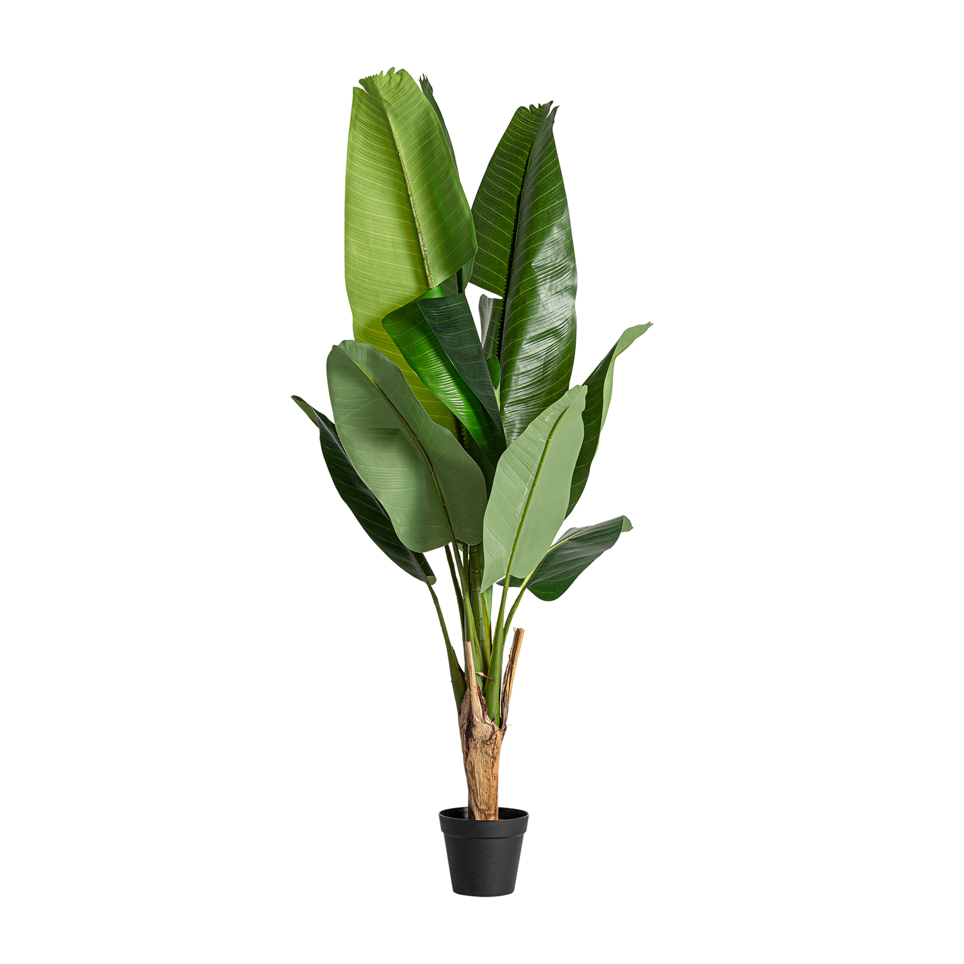 Banana Tree
