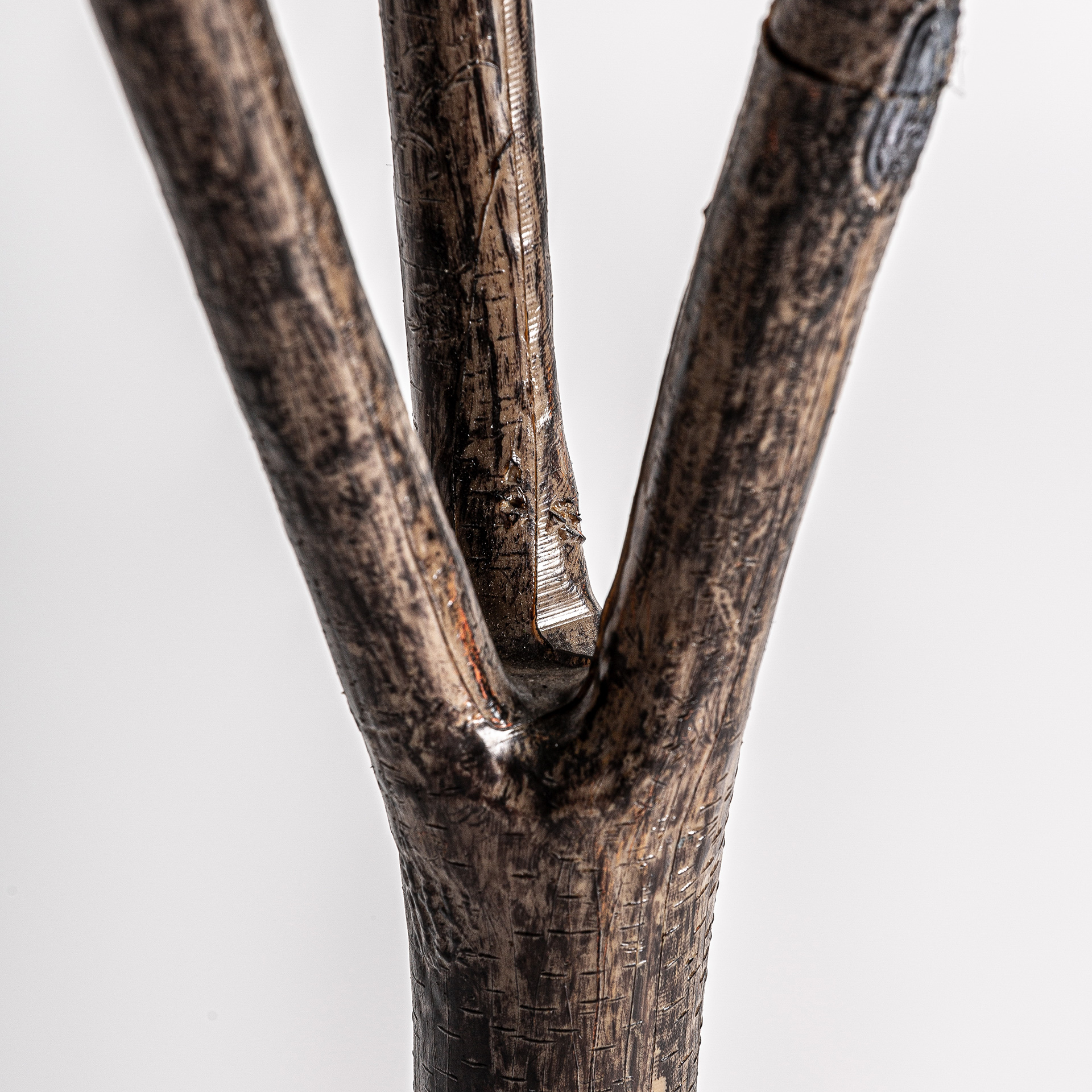 White Oak Tree