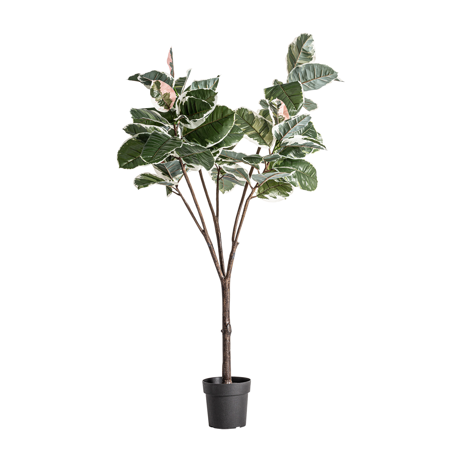 White Oak Tree