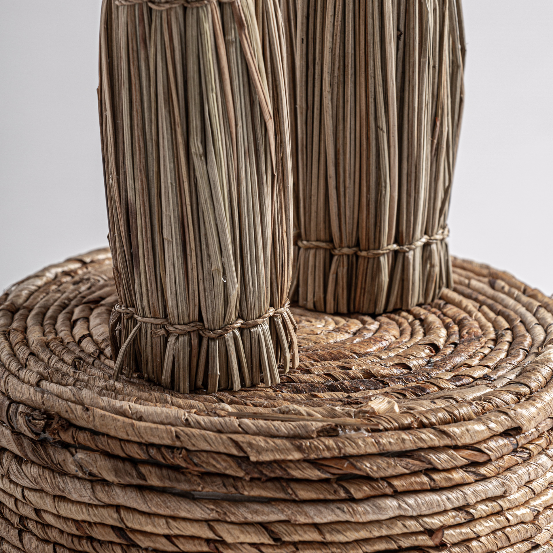 Areca Palm Tree