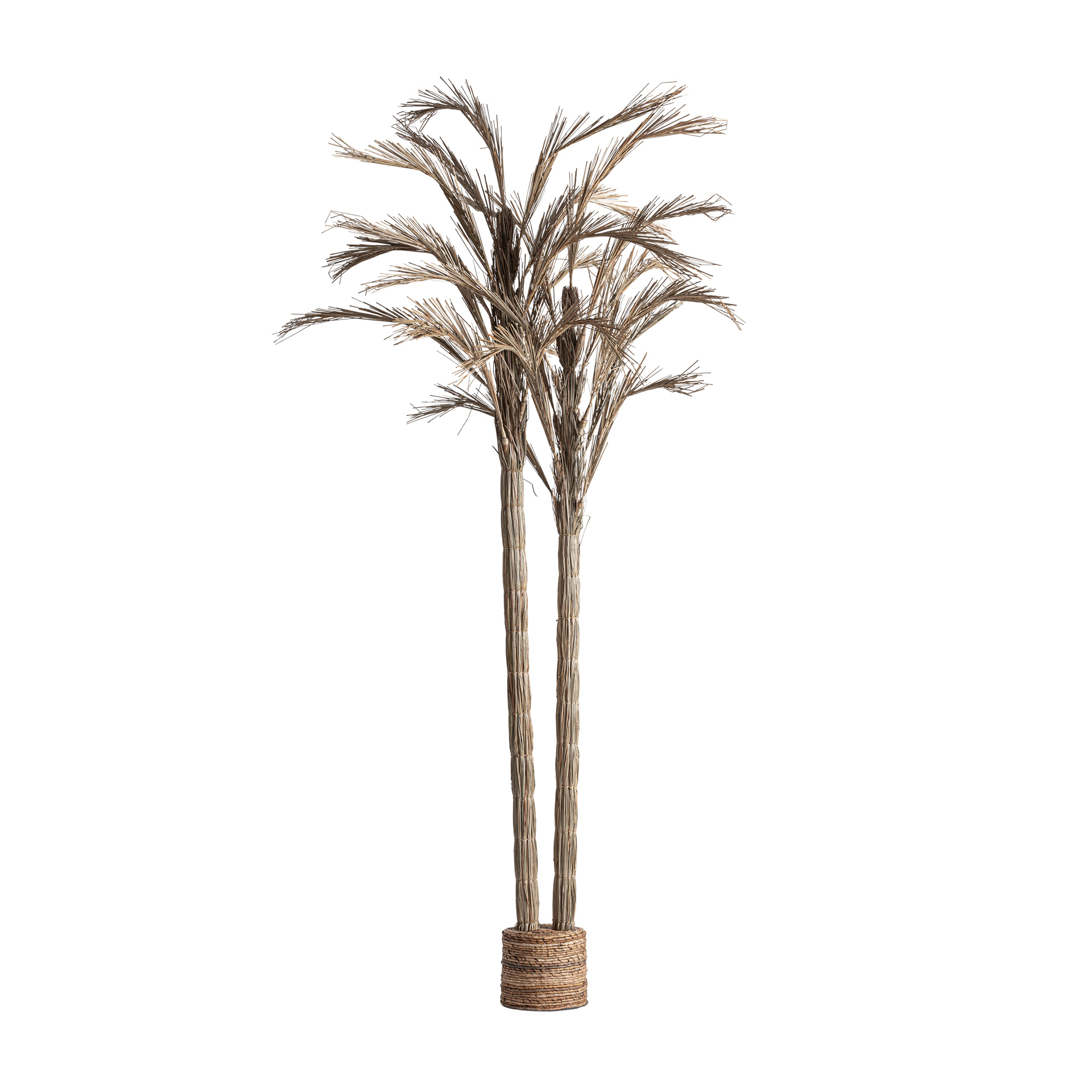 Areca Palm Tree