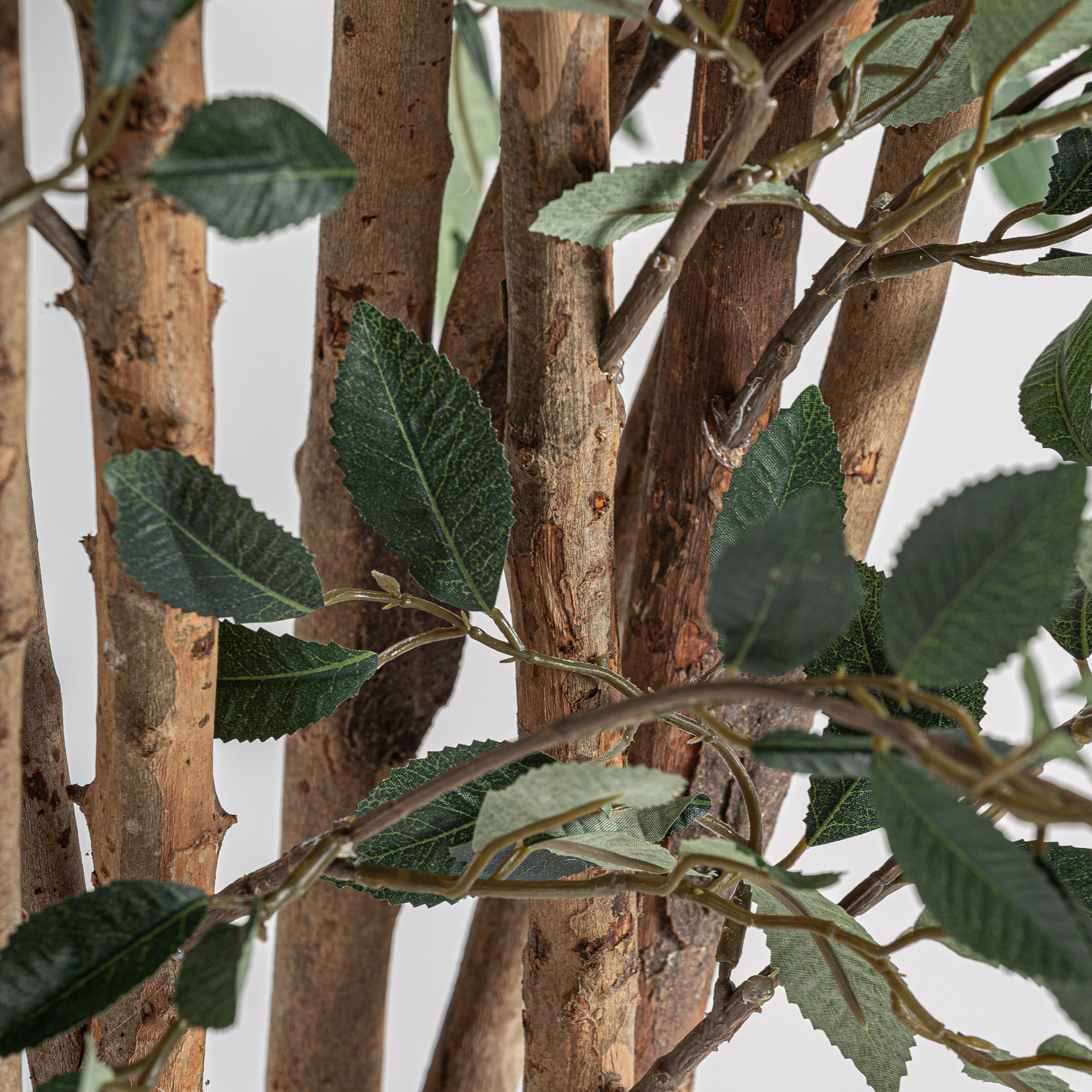 Ficus Tree