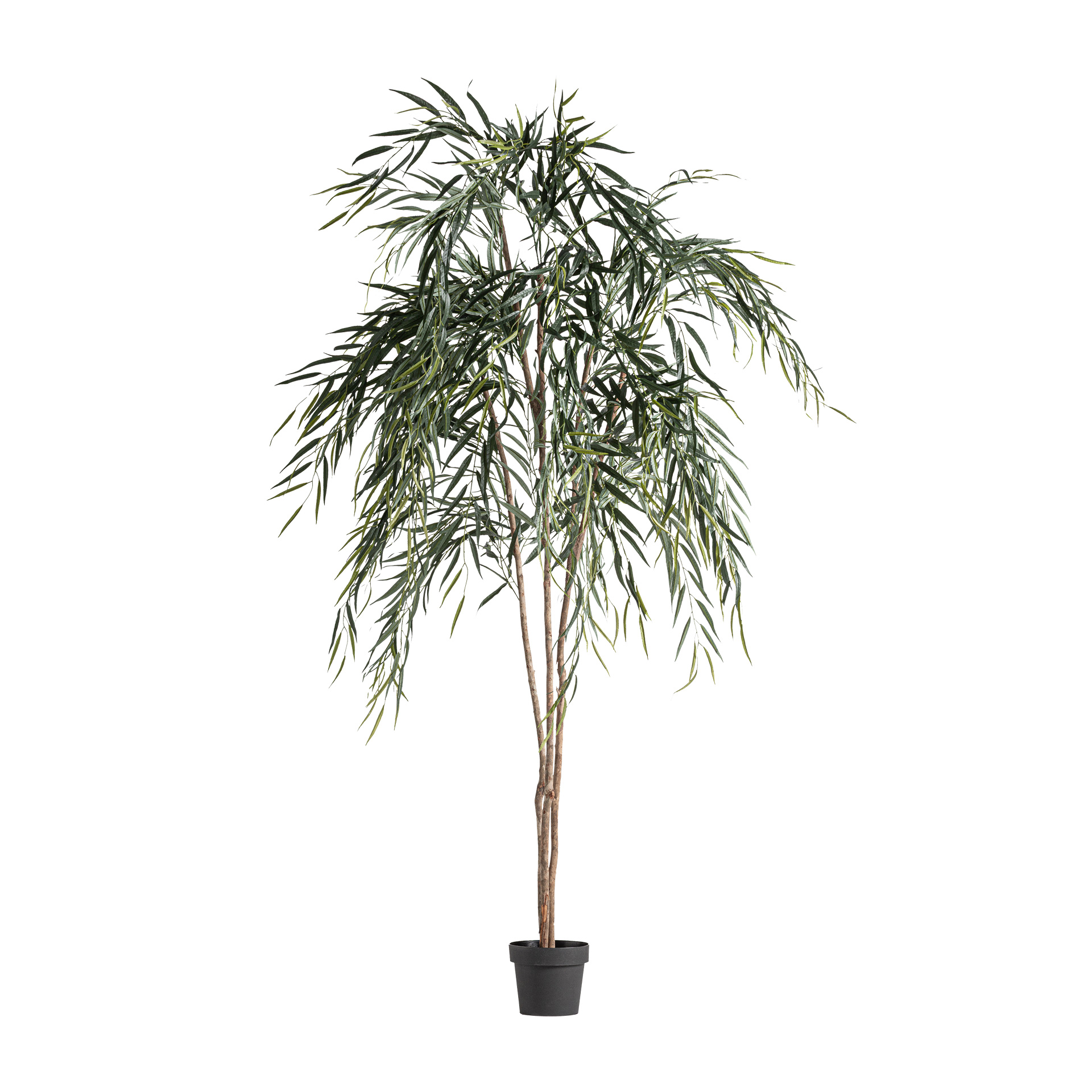 Willow Tree