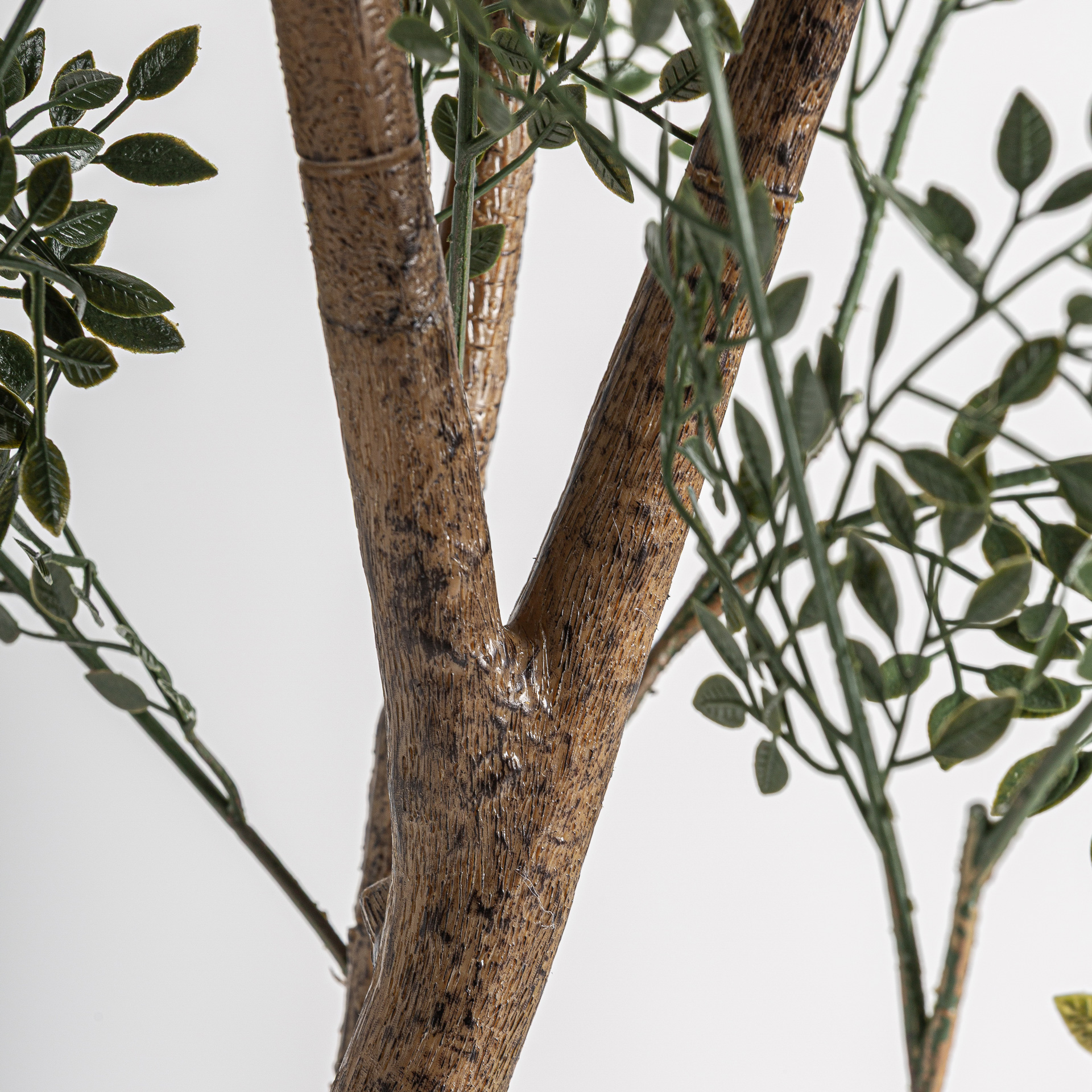 Eucalyptus Tree