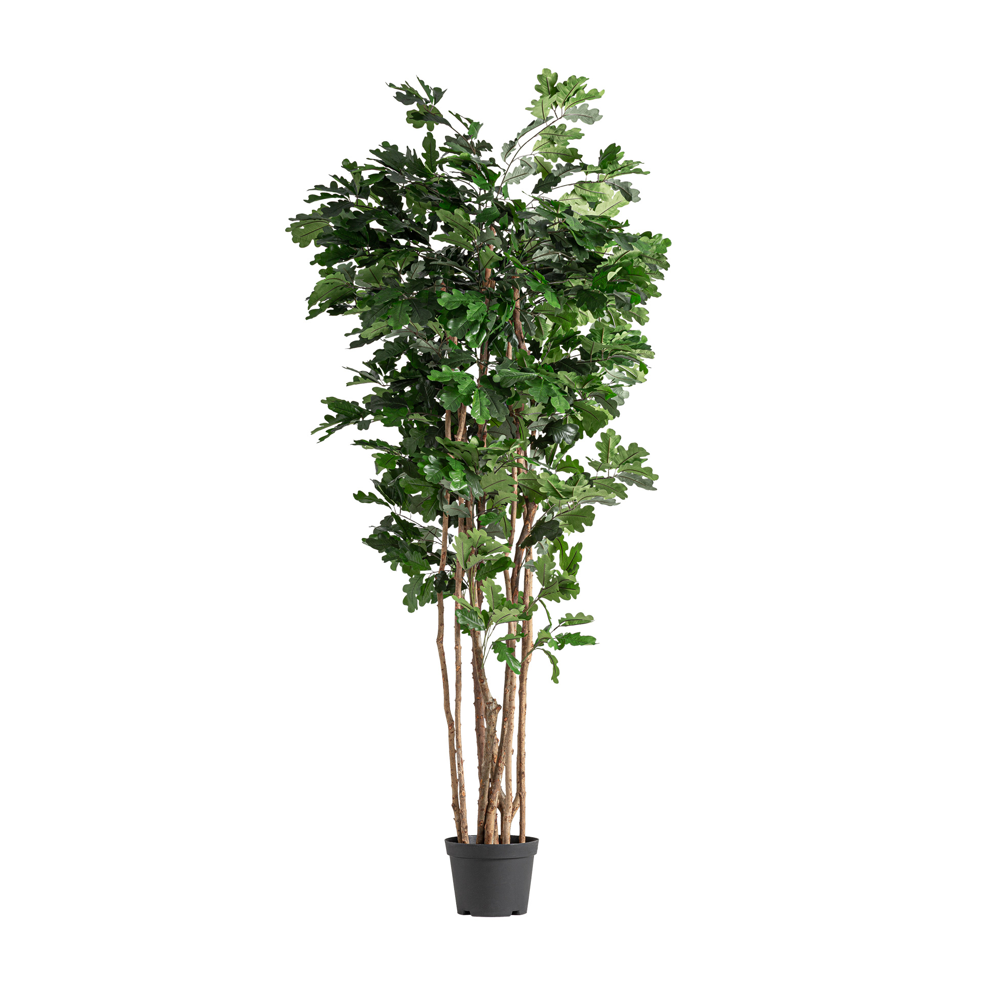 Robile Tree