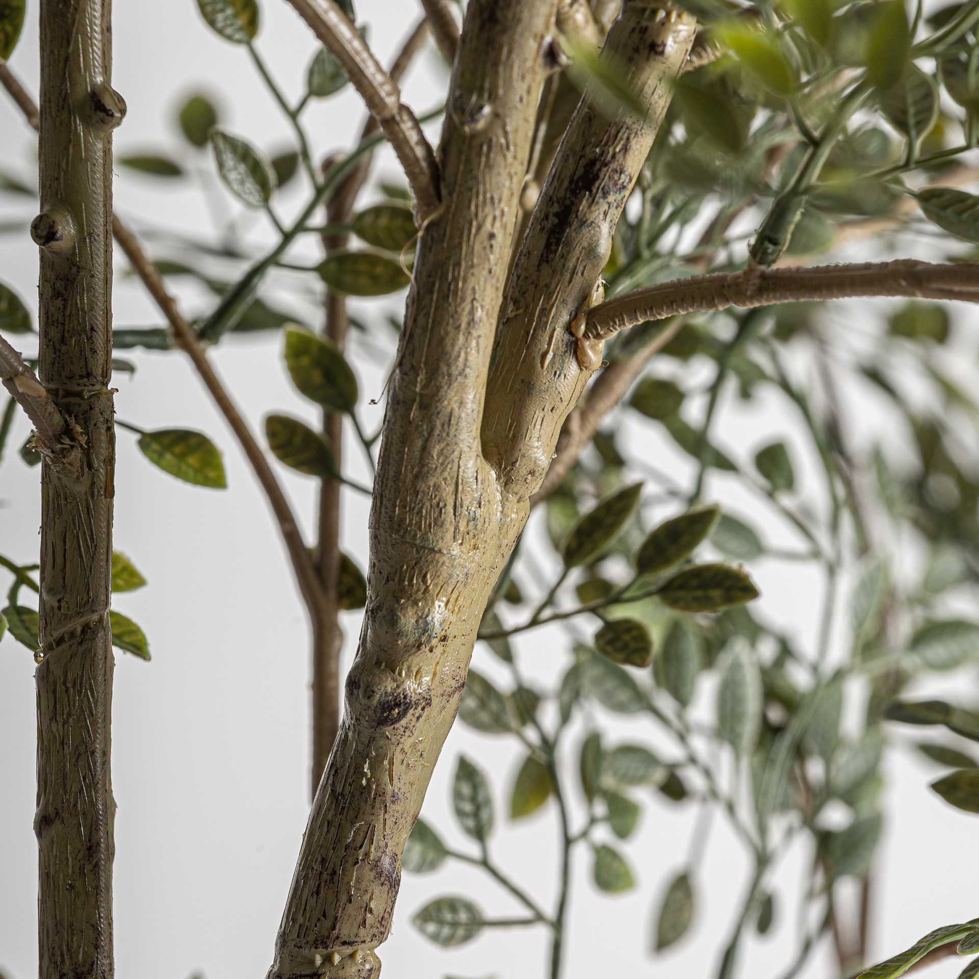 Olive Tree